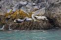 084 Seward, Kenai Fjords NP, Zeehonden